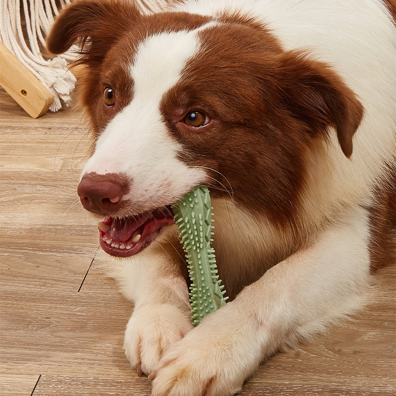 Durable Dog Chew Toy for Teeth Cleaning and Healthy Gum Support